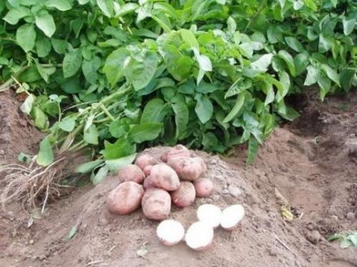 Утилизация ботвы томатов. Полезная утилизация ботвы картофеля и томатов