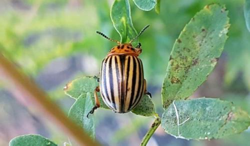 Колорадский жук рисунок. Происхождение вида и описание