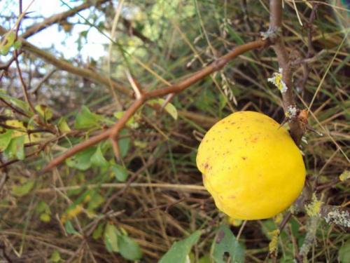 Что можно сделать с айвой японской. Ингредиенты: 09