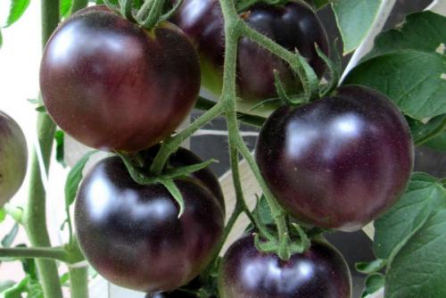 Чем помидор отличается от томата. 15