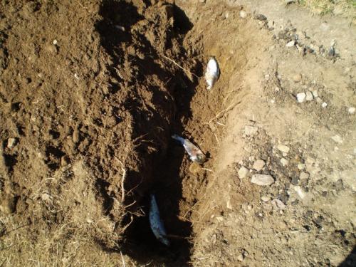 Чего боится колорадский жук