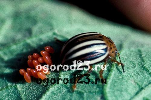 Яйца колорадского жука. Колорадский жук, фото и описание