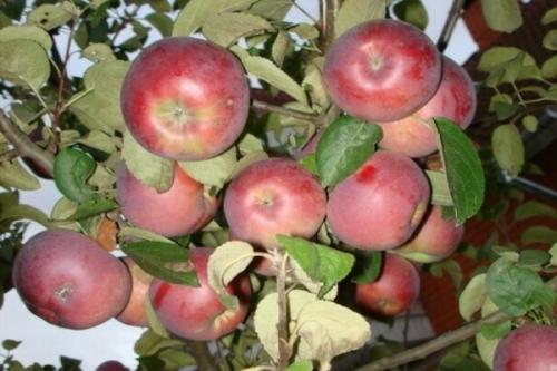 На какой год после посадки плодоносит яблоня. Через сколько плодоносит яблоня