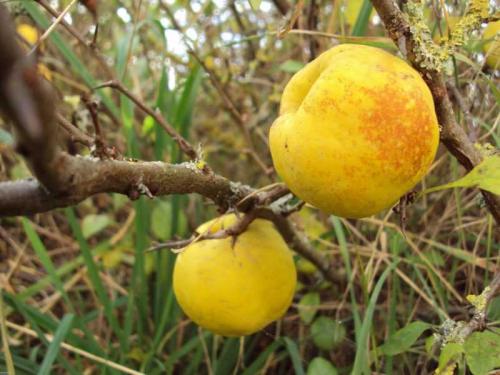 Что можно сделать с айвой японской. Ингредиенты: 11