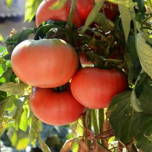 Чем помидор отличается от томата. 05