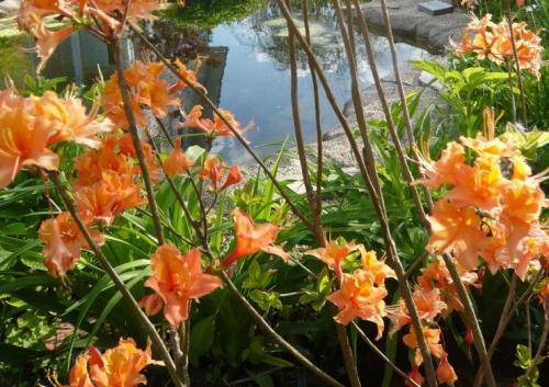 Что посадить рядом с рододендроном. Рододендрон в садовых ансамблях 04