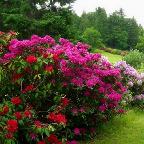Что посадить рядом с рододендроном. Рододендрон в садовых ансамблях 01