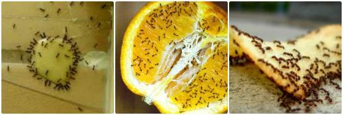 Томатная ботва против муравьев. Как избавиться от муравьев - 3 верных способа от шотландских садовников