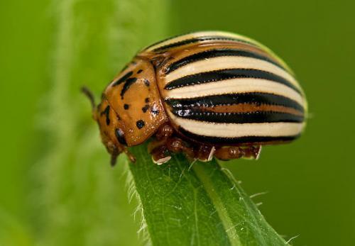 Колорадский жук когда появился в ссср. Происхождение и описание