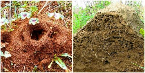 Томатная ботва против муравьев. Как избавиться от муравьев - 3 верных способа от шотландских садовников