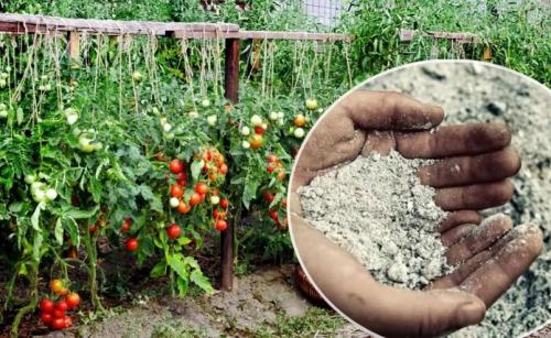 Помидорная ботва ядовита. Как использовать помидорную ботву: 5 способов на все случаи жизни