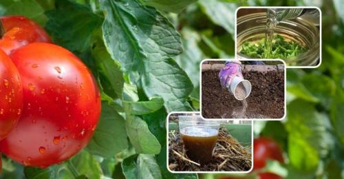 Помидорная ботва ядовита. Как использовать помидорную ботву: 5 способов на все случаи жизни