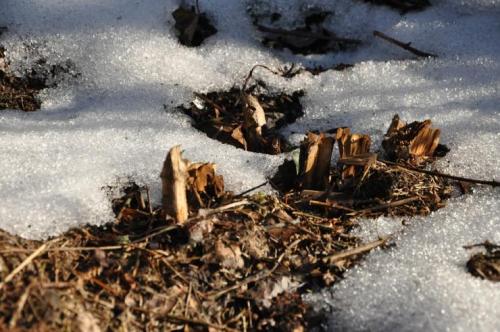 Подготовка земли к зиме осенью. Осенняя подготовка почвы к зиме 08