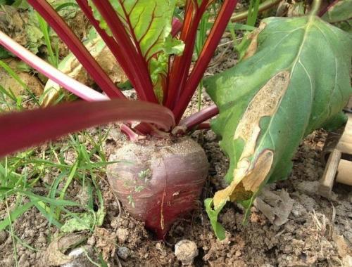 Боится ли свекла заморозков весной. Почему не растет свекла и что делать?