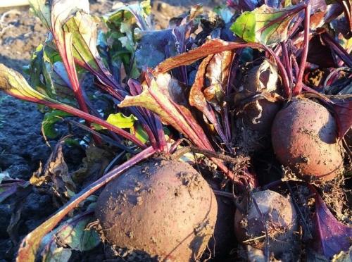 Боится ли свекла заморозков весной. Почему не растет свекла и что делать?