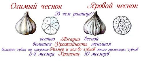 Можно ли сажать чеснок очищенный от чешуи.