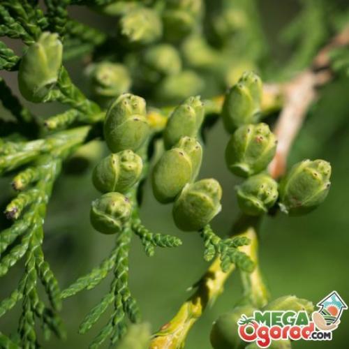 Туя ягода. Плоды туи: состав и свойства