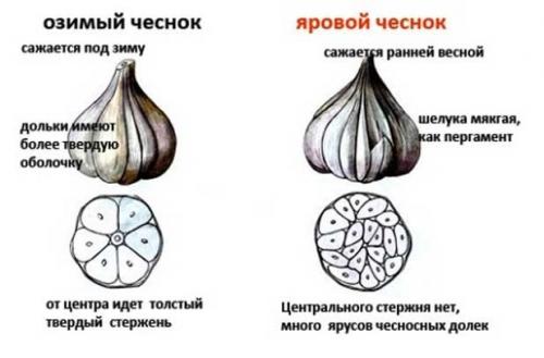 Можно ли сажать чеснок очищенный от чешуи.