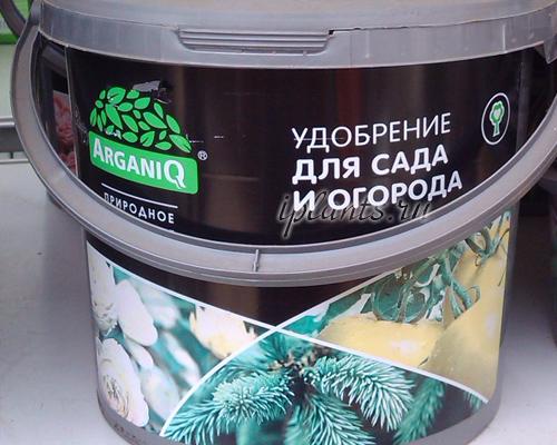 Надо ли удалять шишки на туе. Уход за туей западной