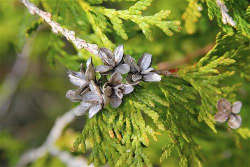 Нужно ли обрезать шишки на туе. Что делать с шишками на туе?