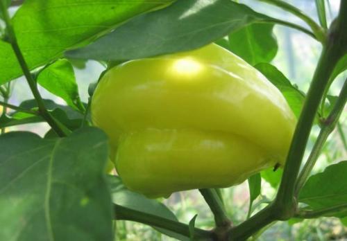 Ускоритель созревания перца. Температура и условия хранения болгарского перца для семян
