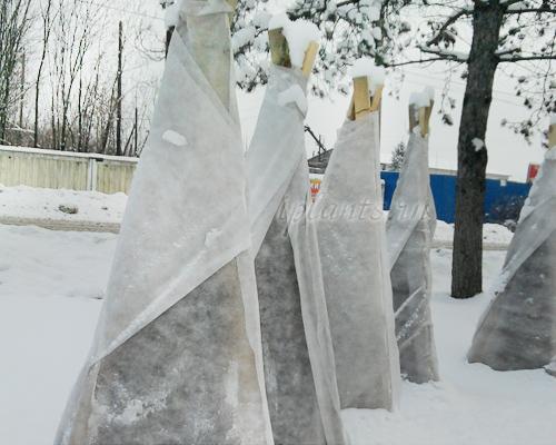 Надо ли удалять шишки на туе. Уход за туей западной