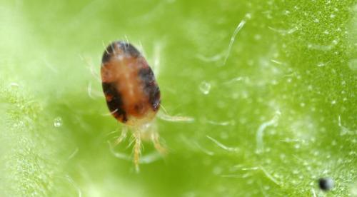 Почему на лилиях появляются ржавые пятна 01