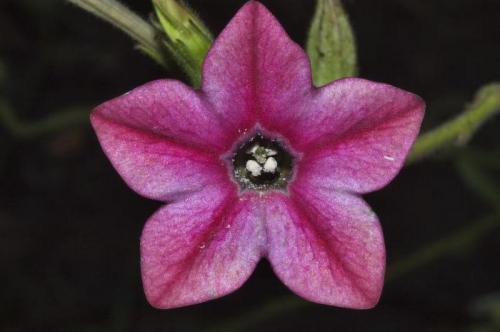 Весной раствор сахаров поступает к почкам по. Просмотр содержимого документа «Тестовые задания повышенного уровня для подготовки учащихся к ОЛИМПИАДЕ по биологии №2» 01