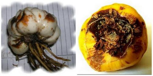 Белый налет на лилии. Фузариоз