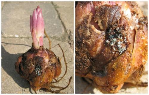 Белый налет на лилии. Фузариоз