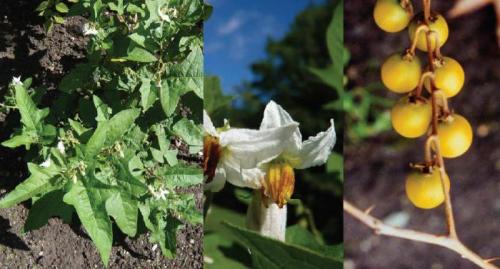 Весной раствор сахаров поступает к почкам по. Просмотр содержимого документа «Тестовые задания повышенного уровня для подготовки учащихся к ОЛИМПИАДЕ по биологии №2» 02