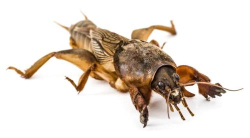 Почему на лилиях появляются ржавые пятна 04