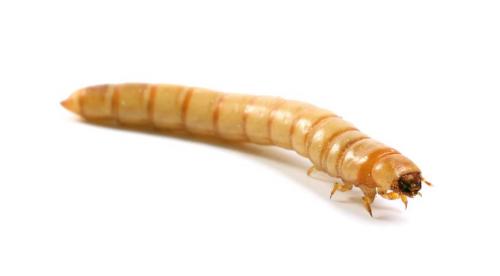 Почему на лилиях появляются ржавые пятна 07