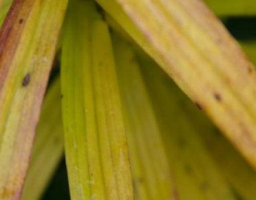 Почему на лилиях появляются ржавые пятна 16