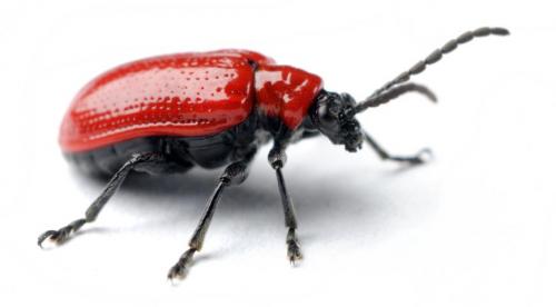 Почему на лилиях появляются ржавые пятна 02