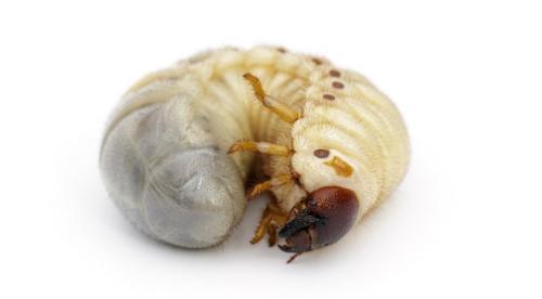 Почему на лилиях появляются ржавые пятна 05