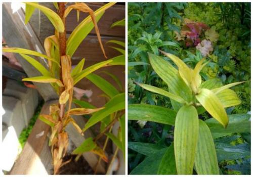 Белый налет на лилии. Фузариоз