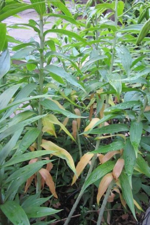 Почему на лилиях появляются ржавые пятна 15