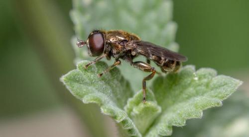 Почему на лилиях появляются ржавые пятна 06