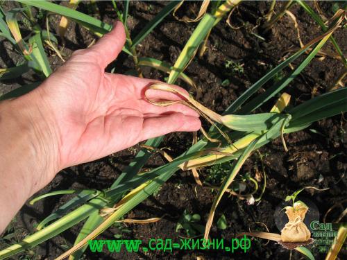 Когда собирают урожай чеснока. Как определить, когда пришло время сбора урожая? Как сохранить семена до посадки? Собираем урожай. Как сохранить полученный урожай?