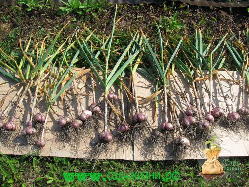 Когда собирают урожай чеснока. Как определить, когда пришло время сбора урожая? Как сохранить семена до посадки? Собираем урожай. Как сохранить полученный урожай?