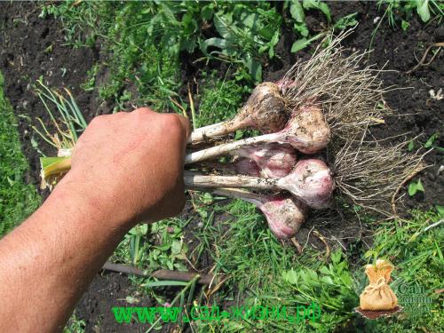 Когда собирают урожай чеснока. Как определить, когда пришло время сбора урожая? Как сохранить семена до посадки? Собираем урожай. Как сохранить полученный урожай?