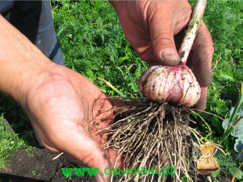 Когда собирают урожай чеснока. Как определить, когда пришло время сбора урожая? Как сохранить семена до посадки? Собираем урожай. Как сохранить полученный урожай?