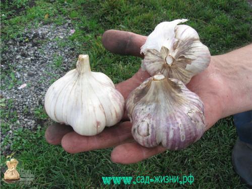 Когда собирают урожай чеснока. Как определить, когда пришло время сбора урожая? Как сохранить семена до посадки? Собираем урожай. Как сохранить полученный урожай?