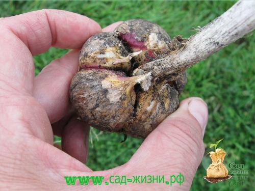 Когда собирают урожай чеснока. Как определить, когда пришло время сбора урожая? Как сохранить семена до посадки? Собираем урожай. Как сохранить полученный урожай?