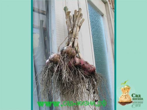 Когда собирают урожай чеснока. Как определить, когда пришло время сбора урожая? Как сохранить семена до посадки? Собираем урожай. Как сохранить полученный урожай?