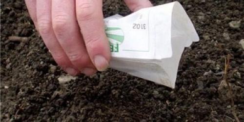 Репа выращивание. Выращивание репы в открытом грунте