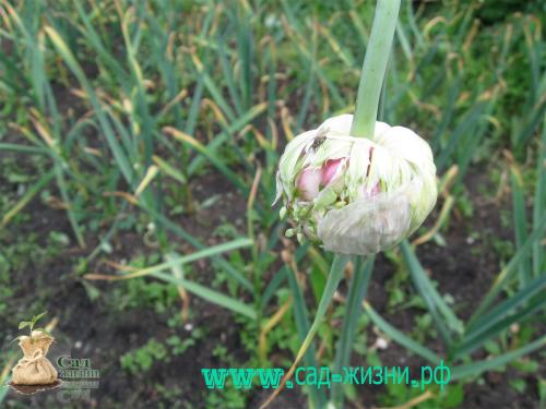 Когда собирают урожай чеснока. Как определить, когда пришло время сбора урожая? Как сохранить семена до посадки? Собираем урожай. Как сохранить полученный урожай?