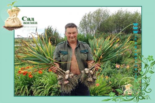 Когда собирают урожай чеснока. Как определить, когда пришло время сбора урожая? Как сохранить семена до посадки? Собираем урожай. Как сохранить полученный урожай?