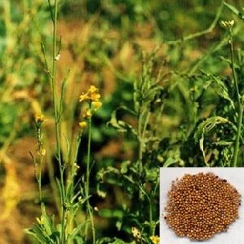 Когда косить Горчицу